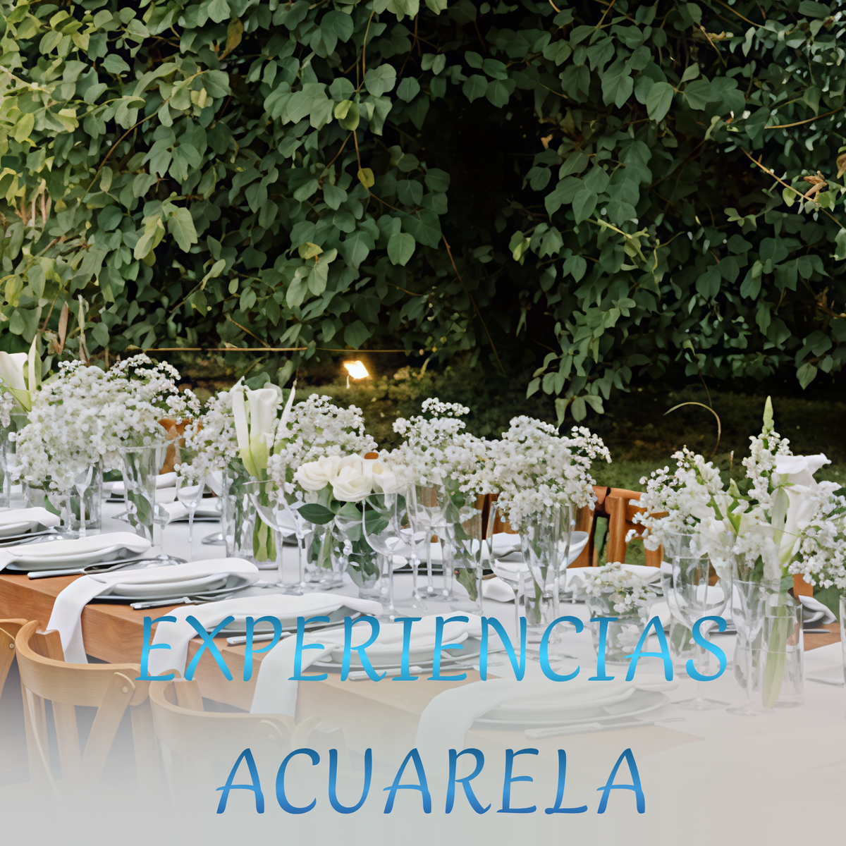 Galeria y Experiencias